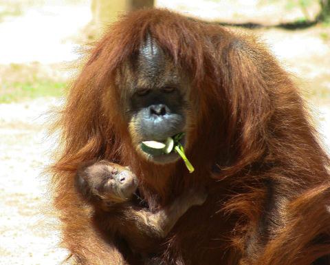 Baby Orangutan, 2013