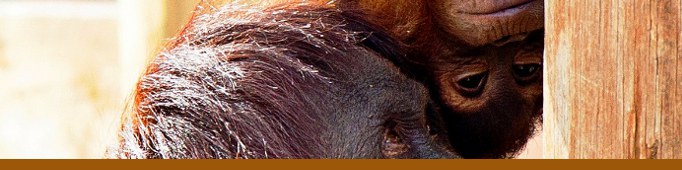 Orangutan Exhibit Banner