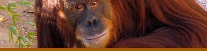 Orangutan banner