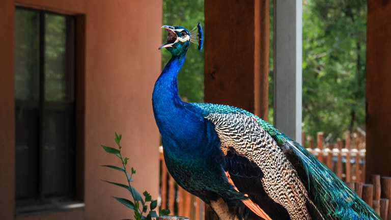 Peacock vocalizing