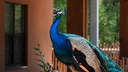 Peacock vocalizing