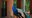 Peacock vocalizing