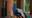 Peacock vocalizing