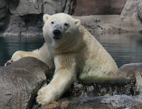 Polar Bear - exhibit