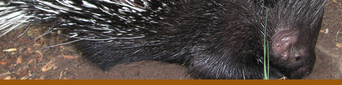 Porcupine banner