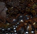 Coqui Froglets Ready to Hatch