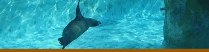 Seals and Sea Lions banner