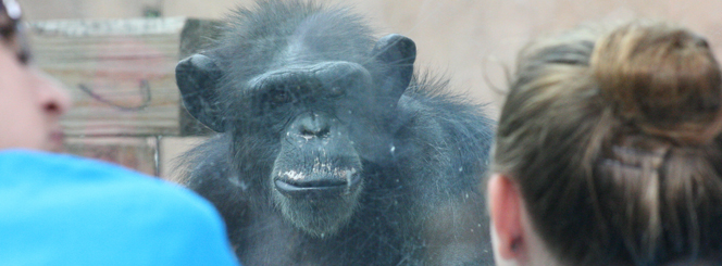 Camp BioPark -Chimp