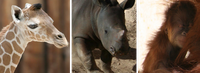 Zoo Babies