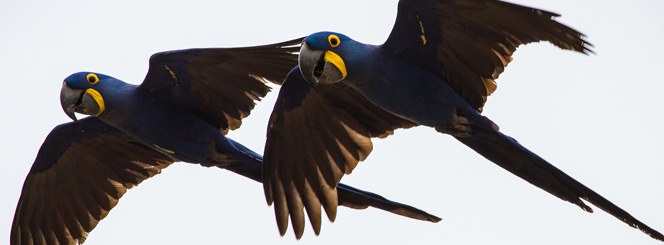 Macaws