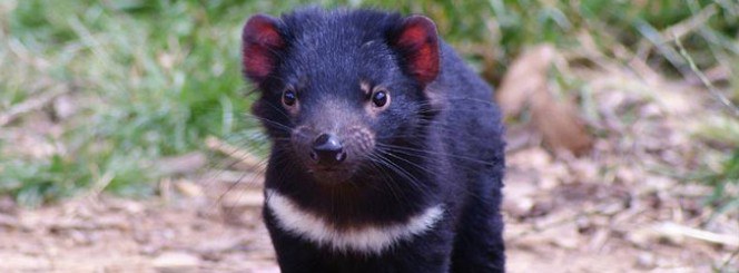 Tasmanian Devils