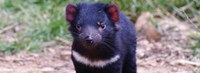 Tasmanian Devils