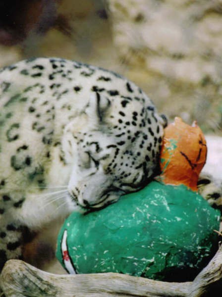 Snow leopard rubs toy