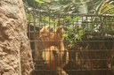 Golden Lion Tamarin