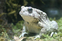 toad