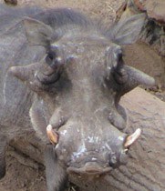 warthogfaceweb.jpg