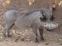 warthogweb1.jpg