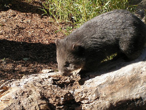 Wombat