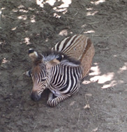 zebra-web.jpg