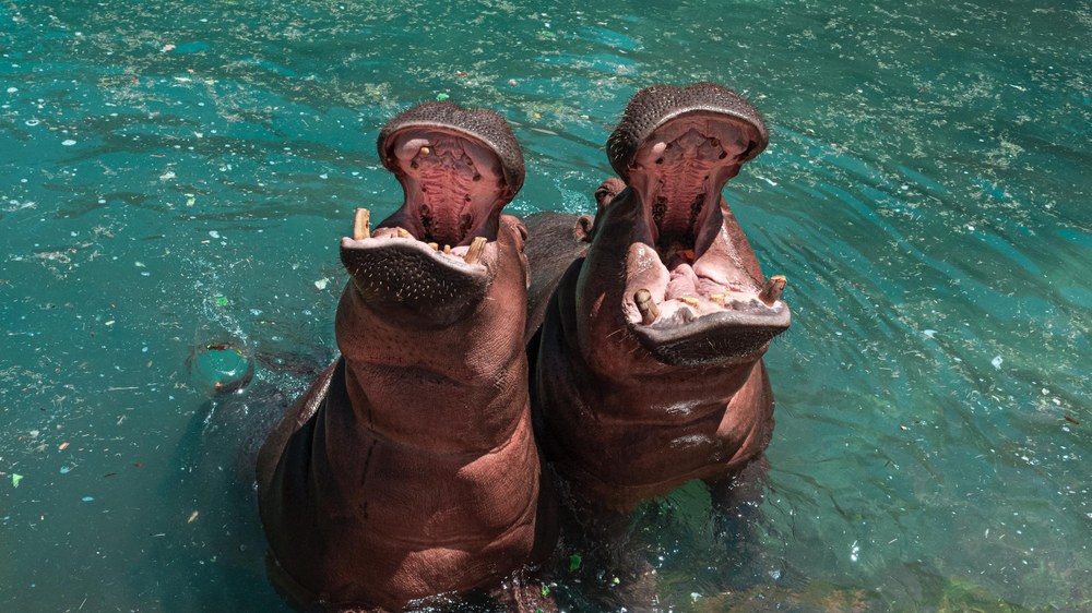 Two hippos open their mouths for snacks