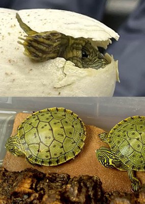 In the top image, the face and limb of a baby turtle peeks out from its shell facing right. In the bottom image, two newly hatched turtles on a brown rock viewed from above look left, starting to crawl