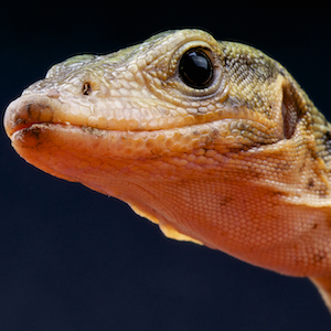 Quince Monitor Lizard Headshot 