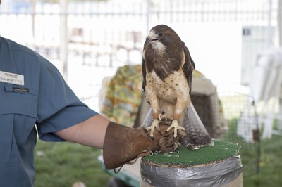 A hawk from the BioPark held by an animal and education specialist answering questions about birds