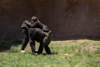 2025 MDZ-1 2025 MDZ-1