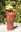 2024 MDZ Bloody Mary