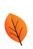 Leaf Orange