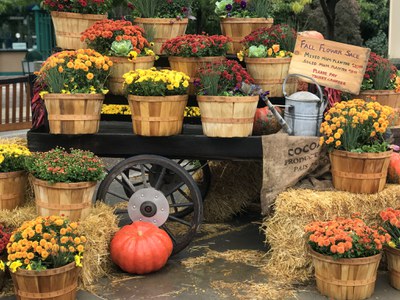 Harvest Days - Mums