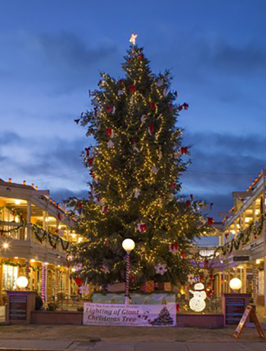 OT Tree - Empty Plaza