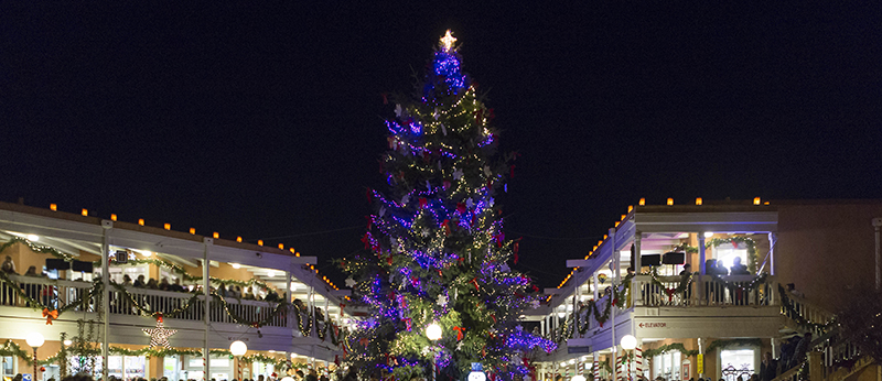 Purple Old Town Tree