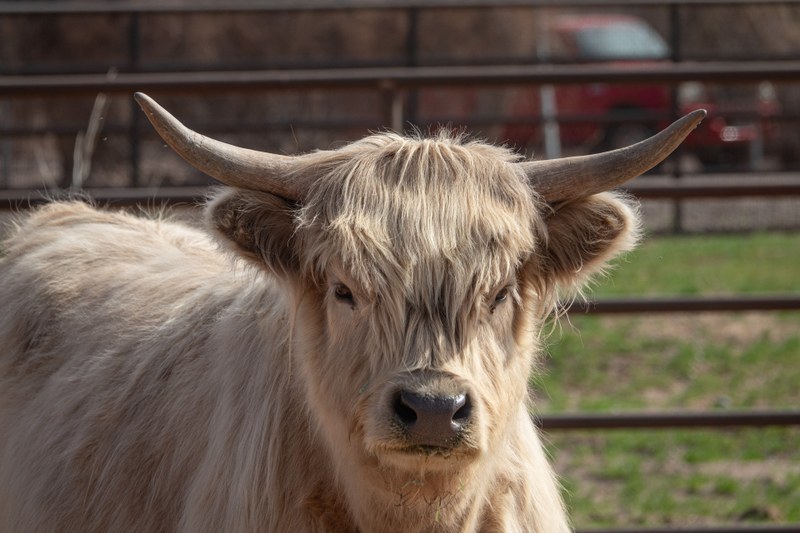 ABQ BioPark Reopens Enhanced Heritage Farm on Earth Day