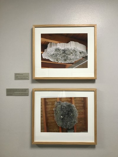 Two framed photographs with a white mat and light wood frames.