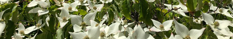 Flower Banner