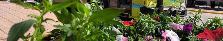 Flowers and Bus