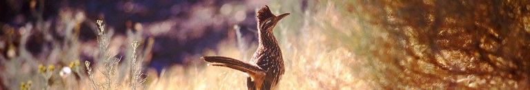 Roadrunner Banner