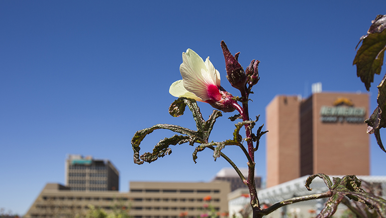 ose-up of a newly bloomed pink flower. Behind it is a blurred view of Downtown Albuquerque with several large buildings.