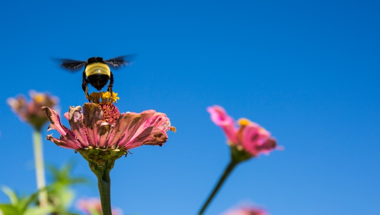 Bee with Pink Flower