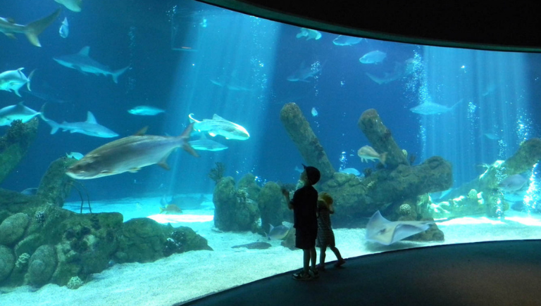 A boy and a girl in front of a large aquarium with fish.