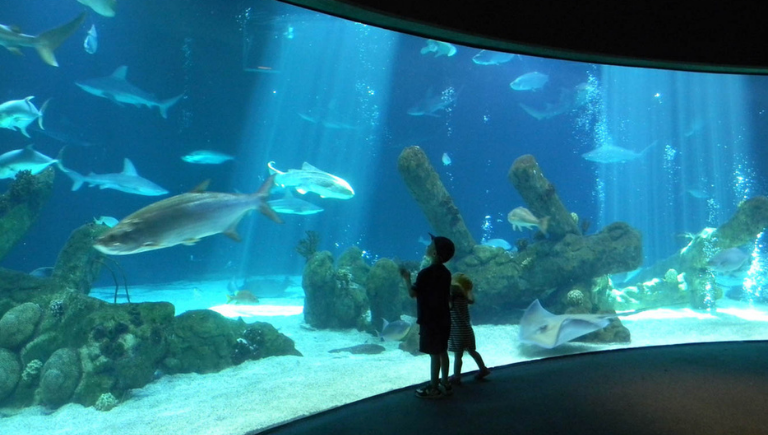 Aquarium Section Block
