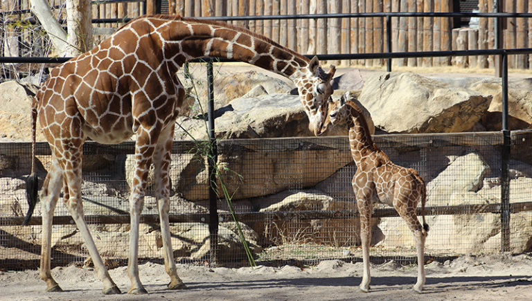 Giraffes Section Block