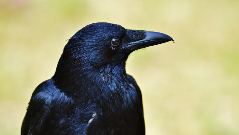 A black bird sitting and looking to the side.