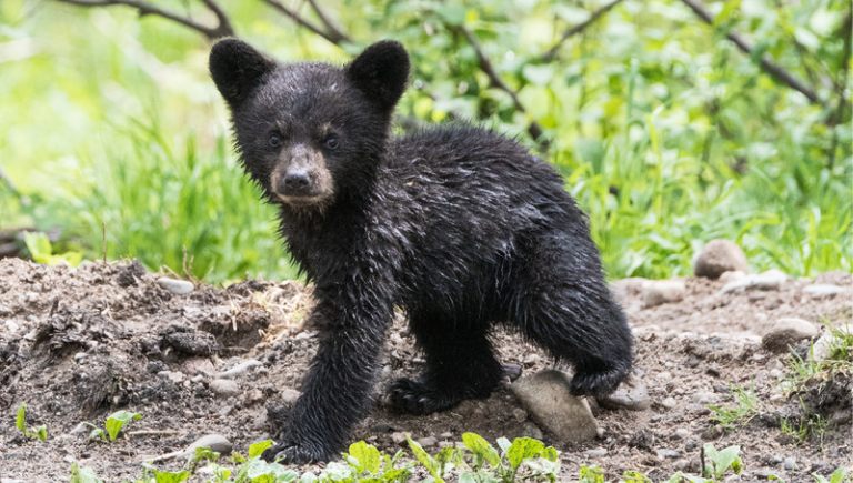 A wet black bear cub walking in the woods.
