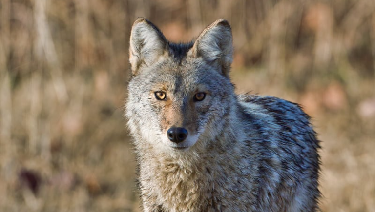 A coyote looking toward you.