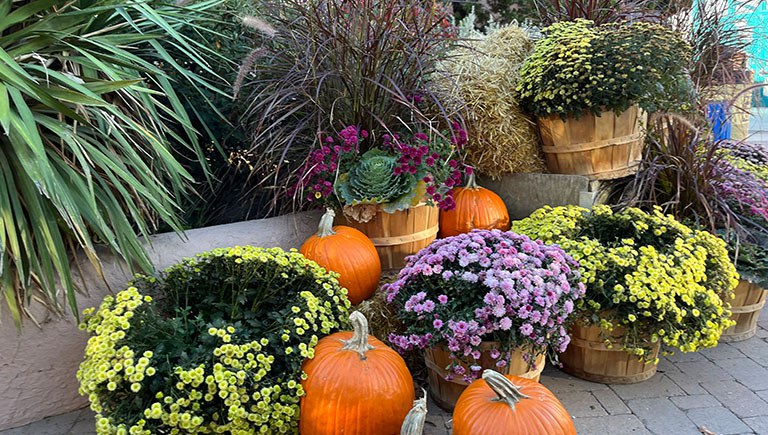 Fall in the BioPark Botanic Garden with Flowers Section Block