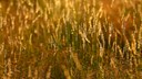 Golden Grass with Dew