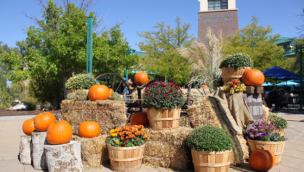 A PNG of wood baskets filled with pumpkins and red flowers on bales of straw.