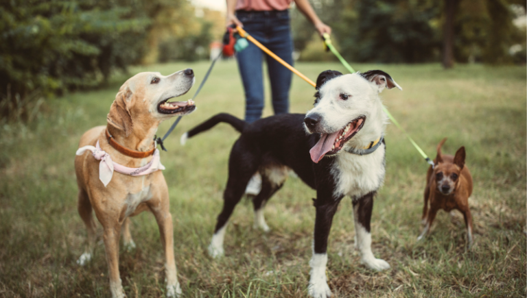 A person walking 3 dogs at the same time.